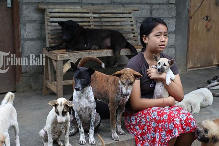 16+ Anjing naik motor bali info
