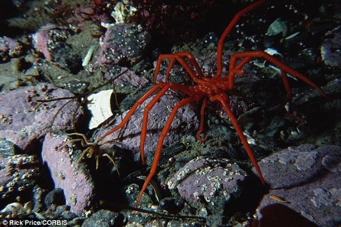 Ini Penampakan Laba laba Laut  Raksasa yang Hanya Ditemukan 