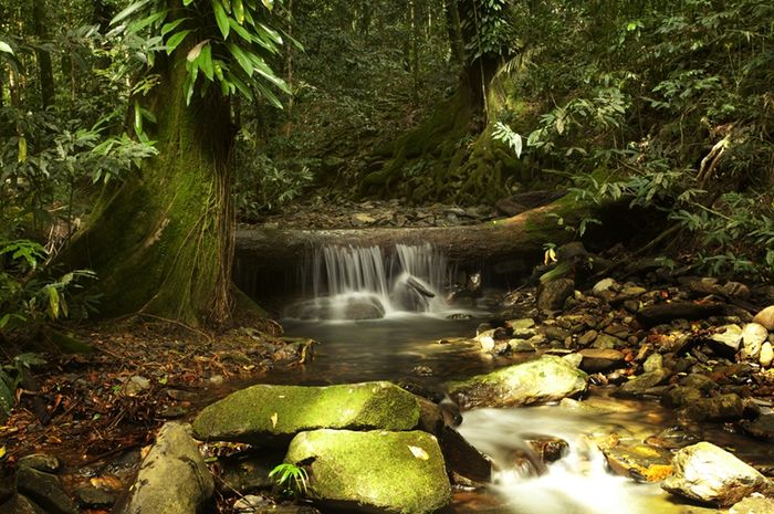 Tempat Wisata Hutan Hujan Area Wisata Asia