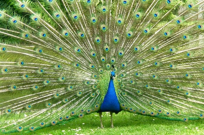 88+ Gambar Burung Merak Dan Gagak Gratis Terbaru