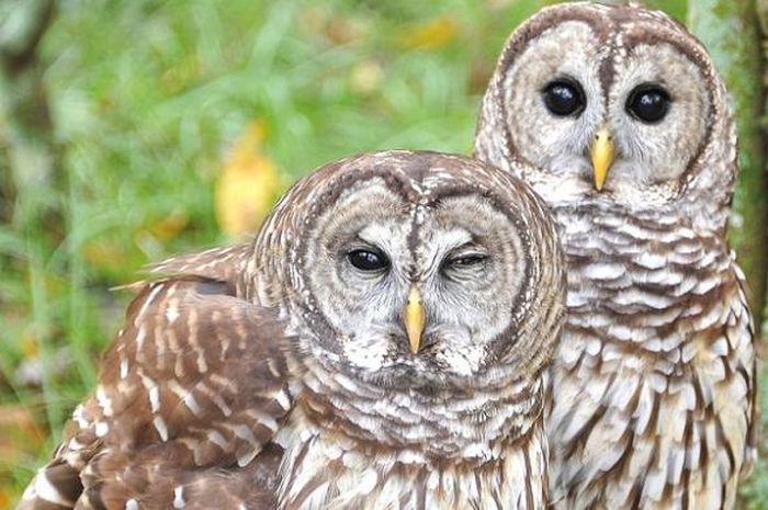 80+ Cerita Burung Hantu Dan Ayam HD Terbaru