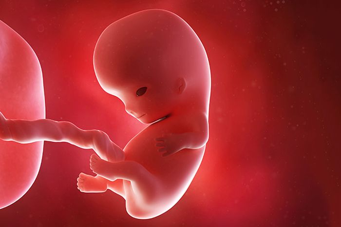 Bukan Faktor Berat Badan Ibu Ini Penyebab Janin Gagal Tumbuh Semua Halaman Nakita Bukan Faktor Berat Badan Ibu Ini Penyebab Janin Gagal Tumbuh Semua Halaman Nakita