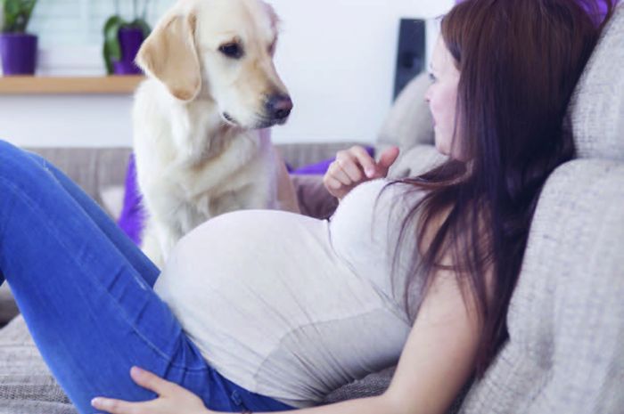 Mimpi Anjing Saat Hamil