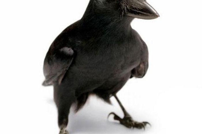 Gambar Burung Bawa Surat