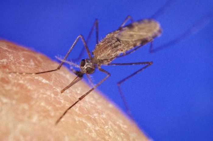 Ilmuwan temukan nyamuk  malaria  baru National Geographic