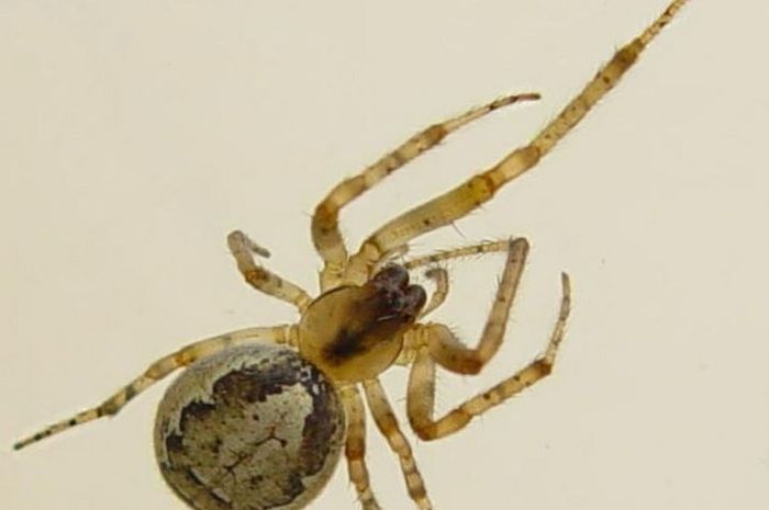 Kenapa Laba Laba Punya Banyak Kaki National Geographic Kenapa Laba Laba Punya Banyak Kaki National Geographic