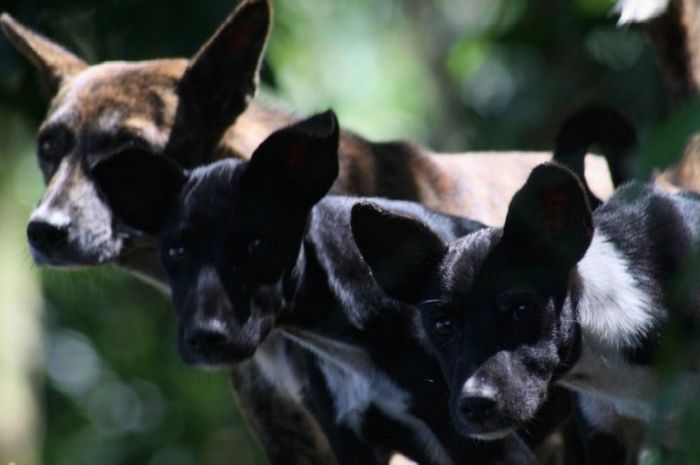 Anjing Menggonggong Karena Manusia National Geographic