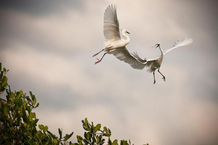 Di Bali Burung Air Migran Terancam Tumpahan Minyak National