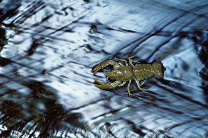 Ditemukan Spesies Hewan Buta Serupa Udang National Geographic