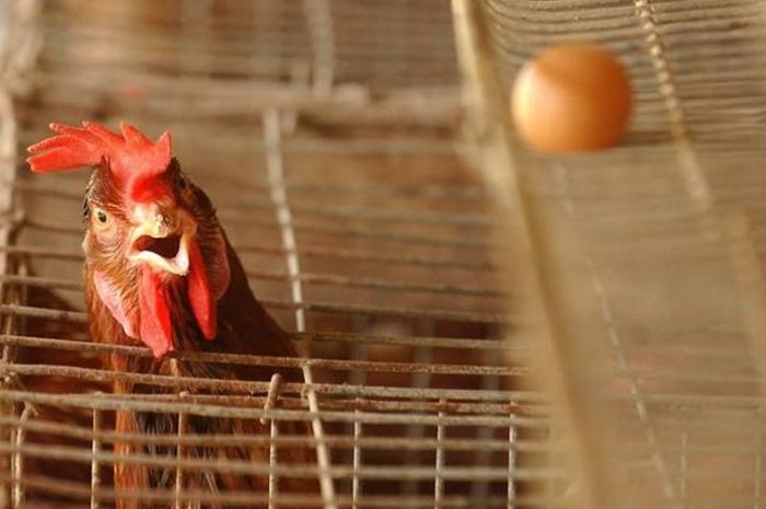 Pengendalian Flu Burung Di Indonesia Masih Perlu Ditingkatkan