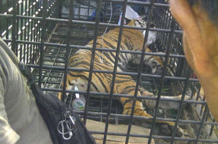Si Cantik, Harimau Sumatra Korban Jerat Manusia - National Geographic