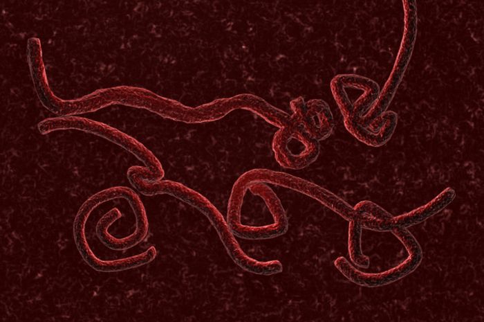 Kenali Virus Ebola Yang Telah Merenggut 14 Korban Jiwa Di Uganda National Geographic