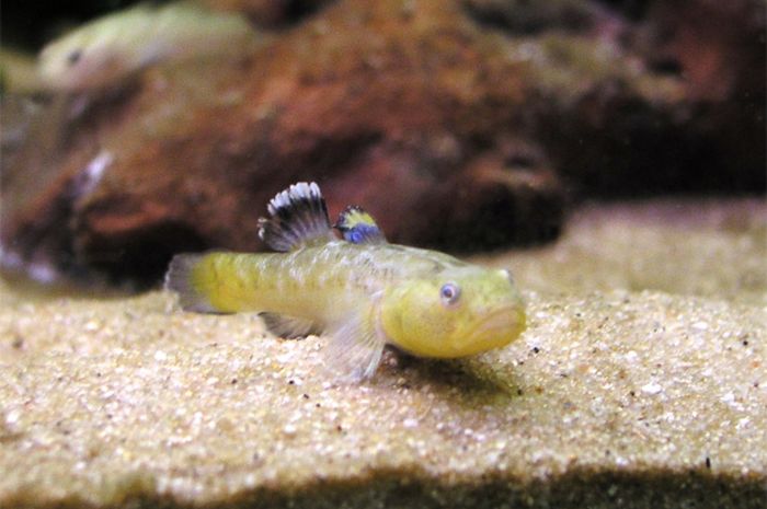 66+ Ikan Goby Air Laut Gratis Terbaru