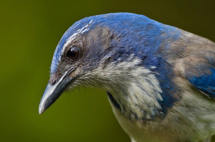 Burung Jay Adakan Pemakaman Bagi Sesama National Geographic