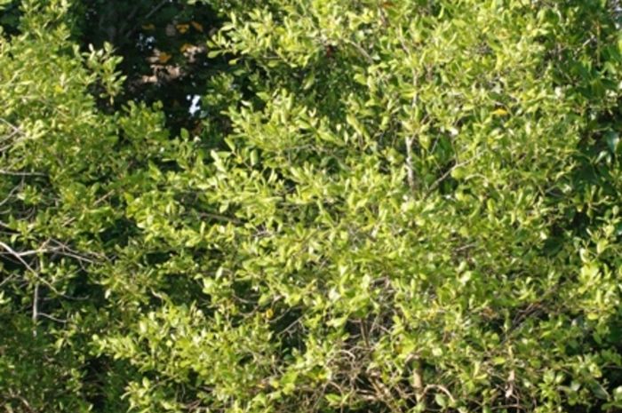 Sebanyak 95 Persen Kawasan Mangrove Di Lampung Rusak Semua Sebanyak 95 Persen Kawasan Mangrove Di Lampung Rusak Semua