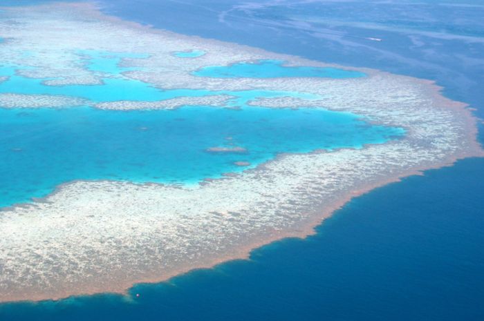 Ada Bentangan Karang Luas Yang Tersembunyi Di Balik Great Barrier Reef Semua Halaman National Geographic