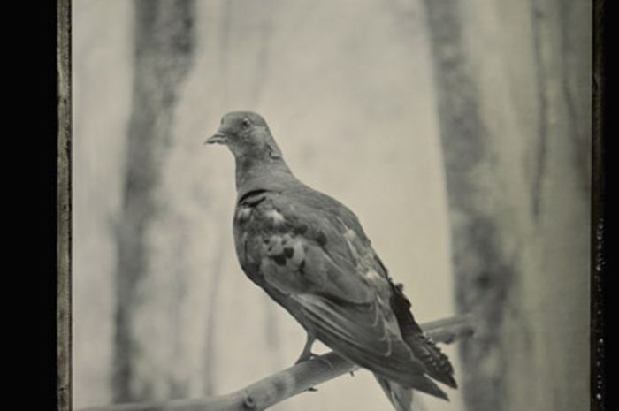 Merpati penumpang - National Geographic