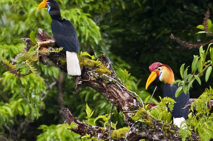 Spesies Burung Unik Dunia Banyak Terdapat Di Indonesia National
