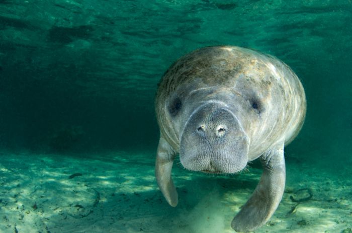 Hasil gambar untuk foto mati massal Manatee