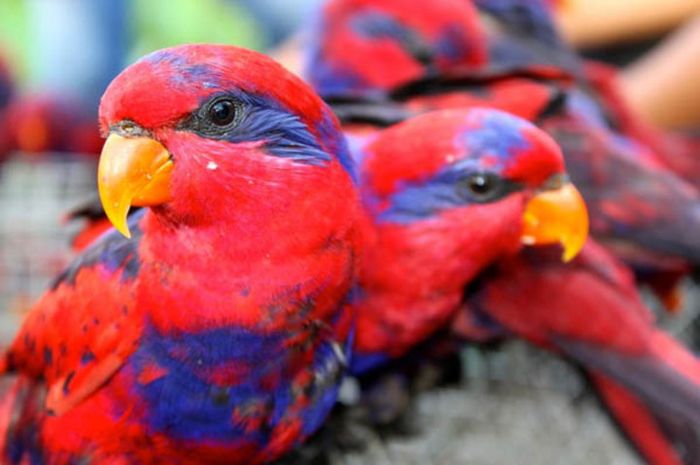 Unduh 74 Koleksi Gambar Fauna Di Filipina  Gratis HD