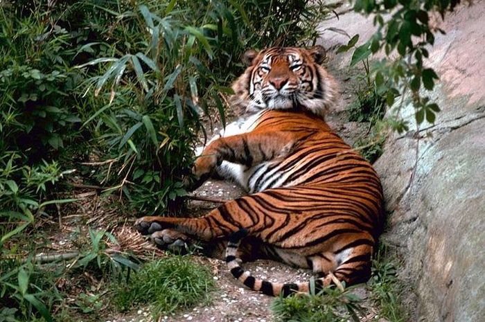 Download 740 Gambar Harimau Jantan Paling Baru Gratis HD