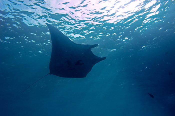 Pari Manta Si Raksasa Yang Tak Berbahaya Semua Halaman