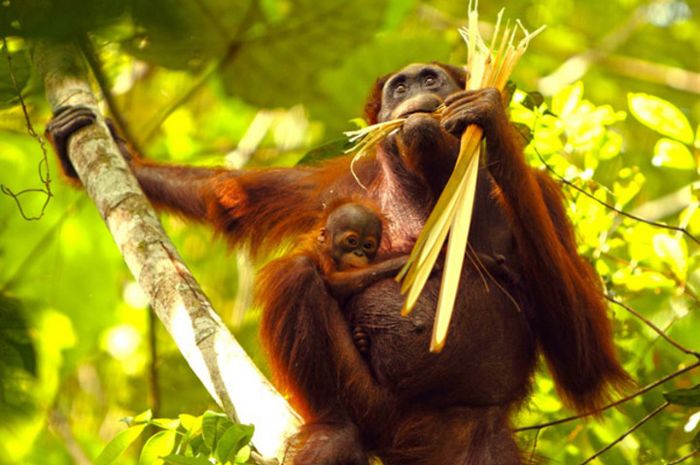 Anggota Keluarga Baru Orangutan Taman Nasional Kutai Semua