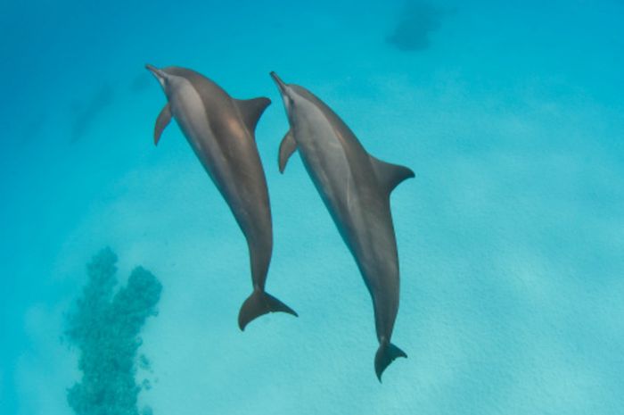 Asyiknya Berenang Dengan Lumba Lumba Di Pantai Cahaya