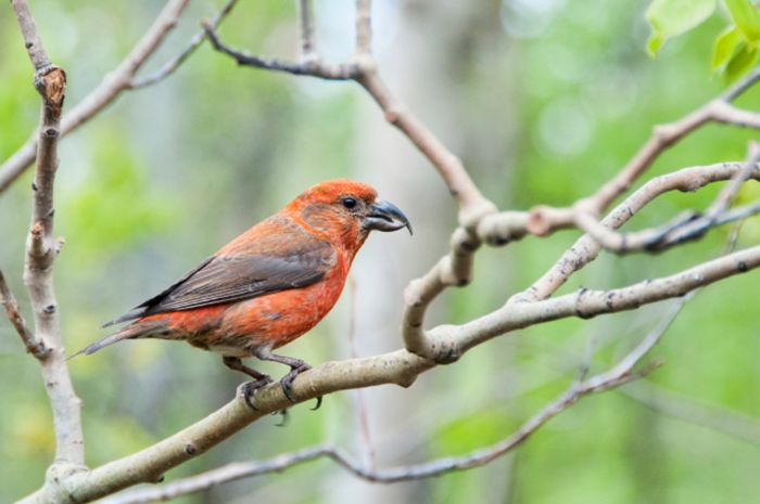 Pentingnya Ruang Terbuka Hijau Bagi Burung National Geographic