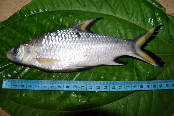 12 Ikan Air Tawar Terbesar Di Dunia Ekor9com Ekor9com