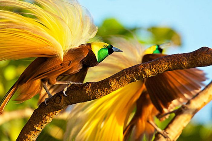 Mengenal Tujuh Jenis Burung  Cendrawasih Khas  Indonesia 