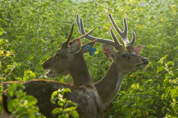 Pelestarian Rusa Asli Jawa - National Geographic