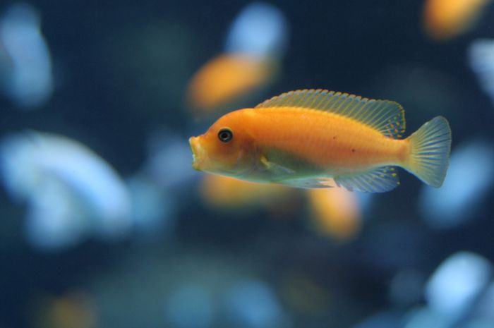 Ternyata Ingatan Ikan Tergolong Baik National Geographic