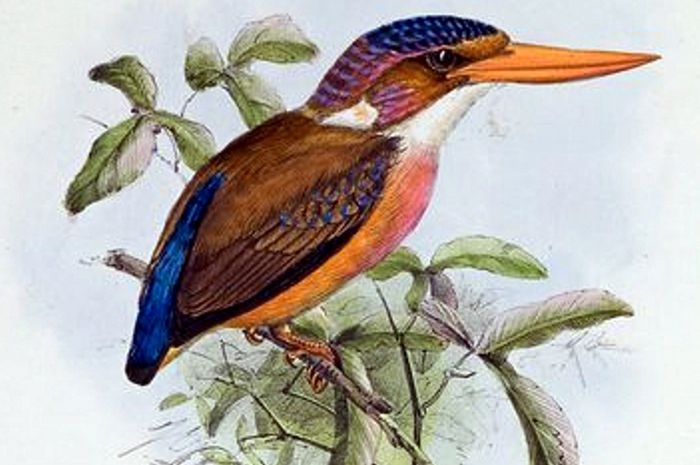 Burung Udang Merah Sangihe Masuk Daftar Terancam Punah National