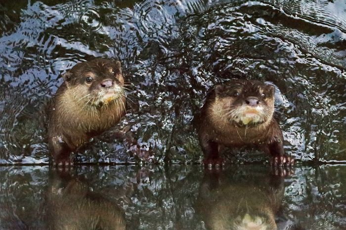 Kisah Penghuni Rimba Kecil Di Tanah Para Dewa Semua Halaman