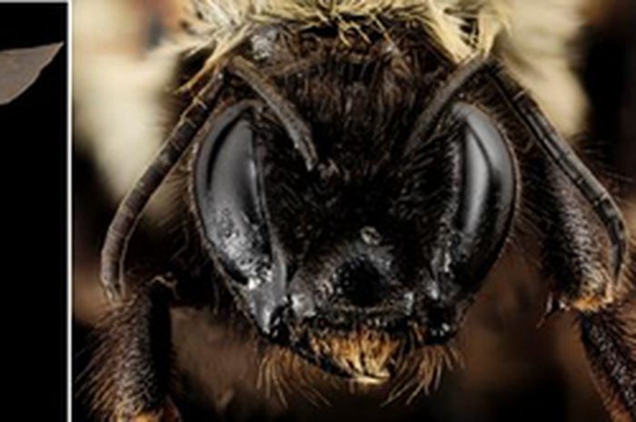 Dianggap Punah Tawon Raksasa Ditemukan Kembali National Geographic