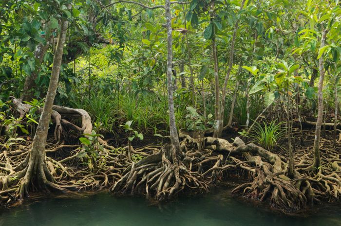 Bakau Fungsi Ekosistem Yang Bernilai Ekonomi Semua Halaman National Geographic