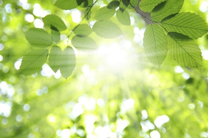 Bagaimana peran energi matahari dalam membantu proses fotosintesis