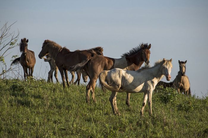 Kuda Sandalwood Pembalap Tangguh Dari Tanah Sumba National Geographic