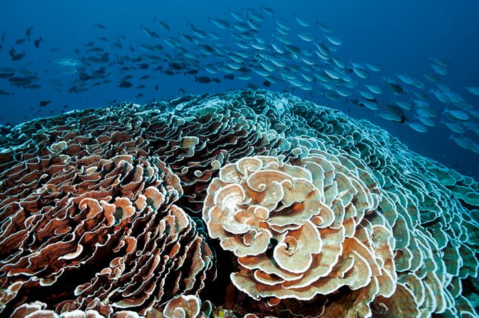 44+ Rumah Bawah Laut Di Indonesia Gif