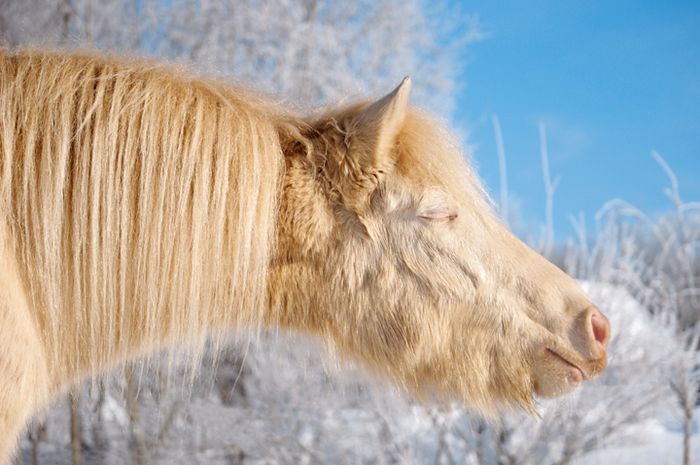 Foto Kuda Poni Asli Mino Gambar