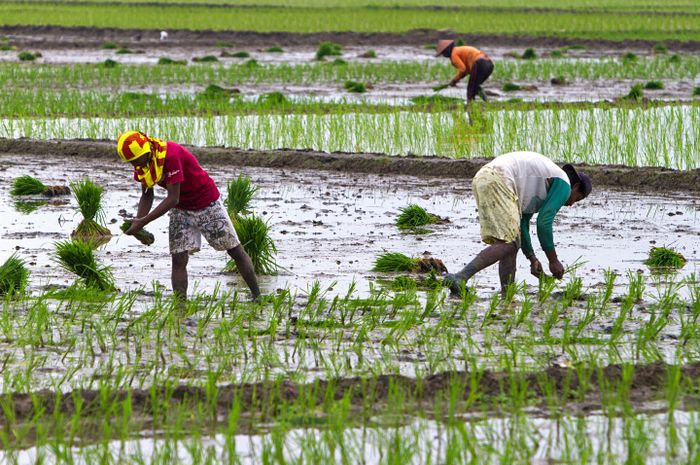 Petani Alami Kesulitan Selama Pandemi, Ancaman Kelaparan Menghantui