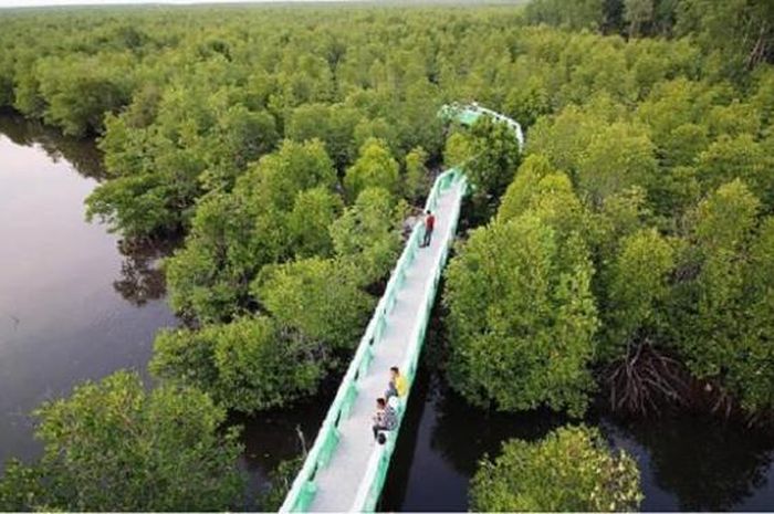 Merawat Hutan Mangrove dan Hutan Kota - National Geographic