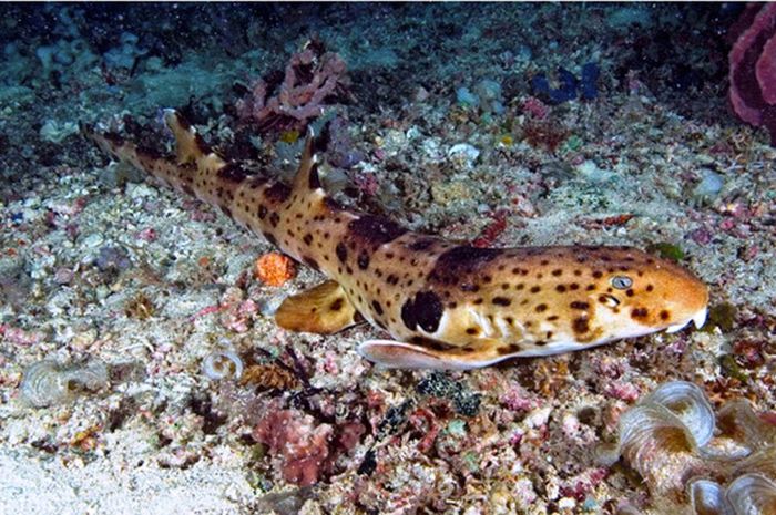 Kenalkan Si Penjaga Hiu di Pelosok Raja Ampat - National Geographic