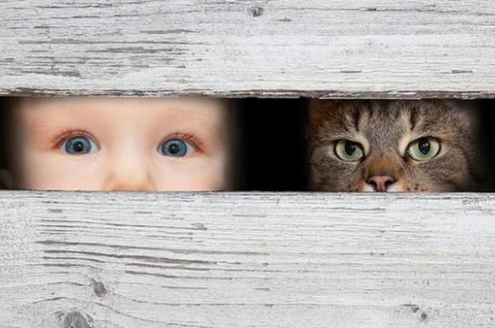 Bentuk Pupil Mata Kucing Pada Cahaya Redup Dan Terang - Seputar Bentuk