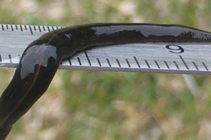 Unduh 50 Gambar Hewan Cacing Pipih Terbaik Gratis