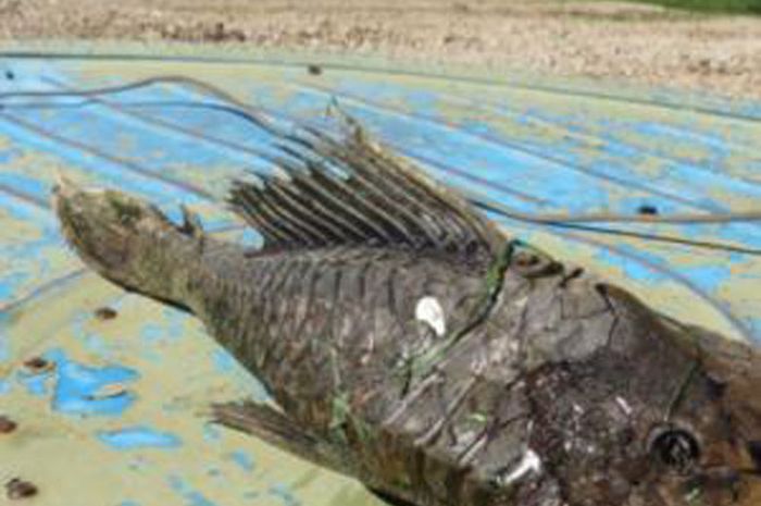 Какую рыбу выловили. Длинноносая химера рыба. Какую рыбу выловили. Рыба выловленная. Рыба выловленная.