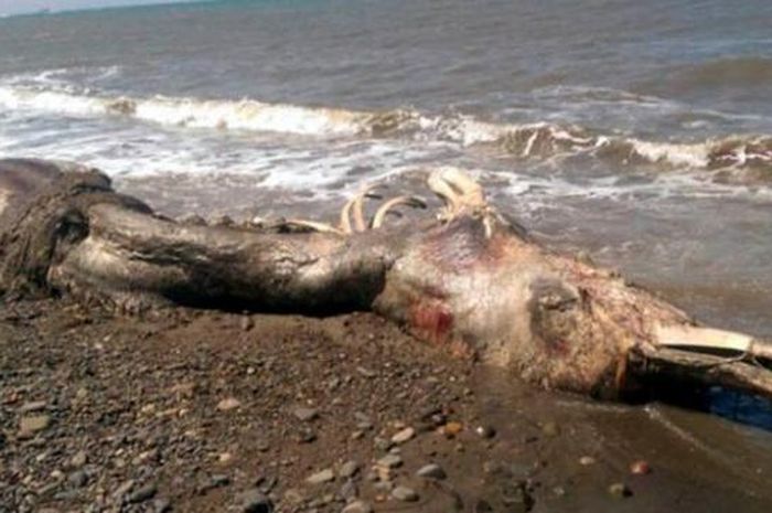 Misteri Hewan Laut Berparuh dan Berbulu yang Terdampar di Misteri Hewan Laut Berparuh dan Berbulu yang Terdampar di