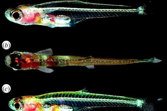 53 Ikan Air Tawar Di Indonesia HD Terbaru