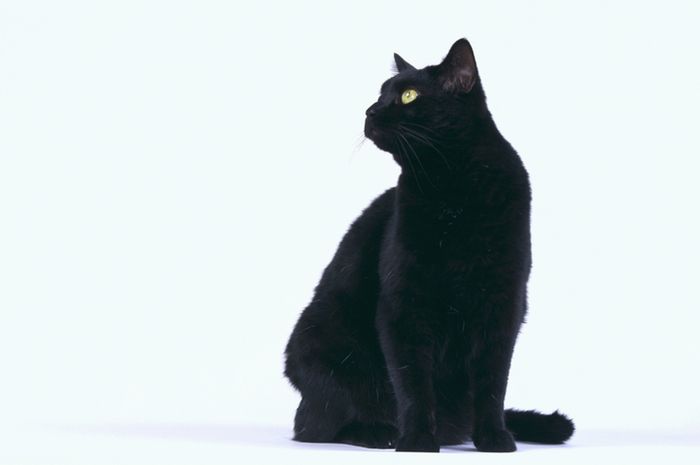 Mengapa Kucing Hitam Dianggap Sebagai Pembawa Sial National